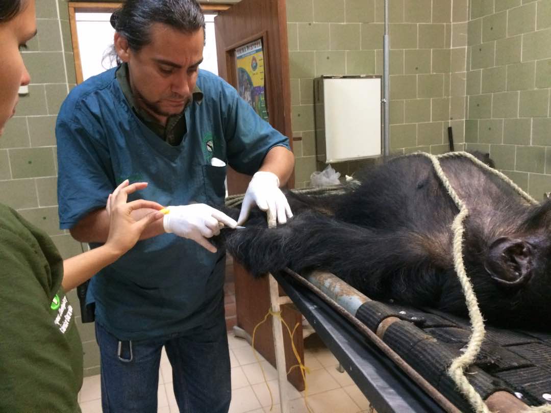 Chimpancé Yako recibe nuevamente atención médica