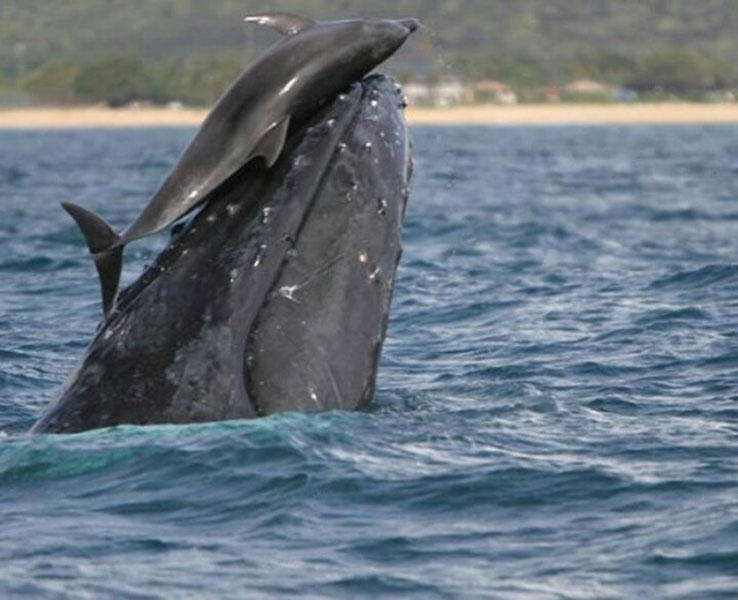 Ballenas y delfines poseen comportamientos similares a las sociedades humanas