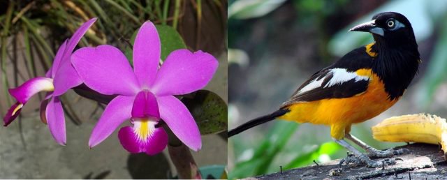 #EFEMÉRIDES | 23 de mayo Día Nacional del Turpial y La Orquídea