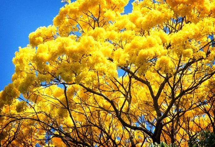 #EFEMÉRIDES | Árbol Nacional de Venezuela cumple 70 años desde su decreto