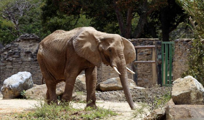 Falleció Ruperta la elefanta del Zoológico de Caricuao