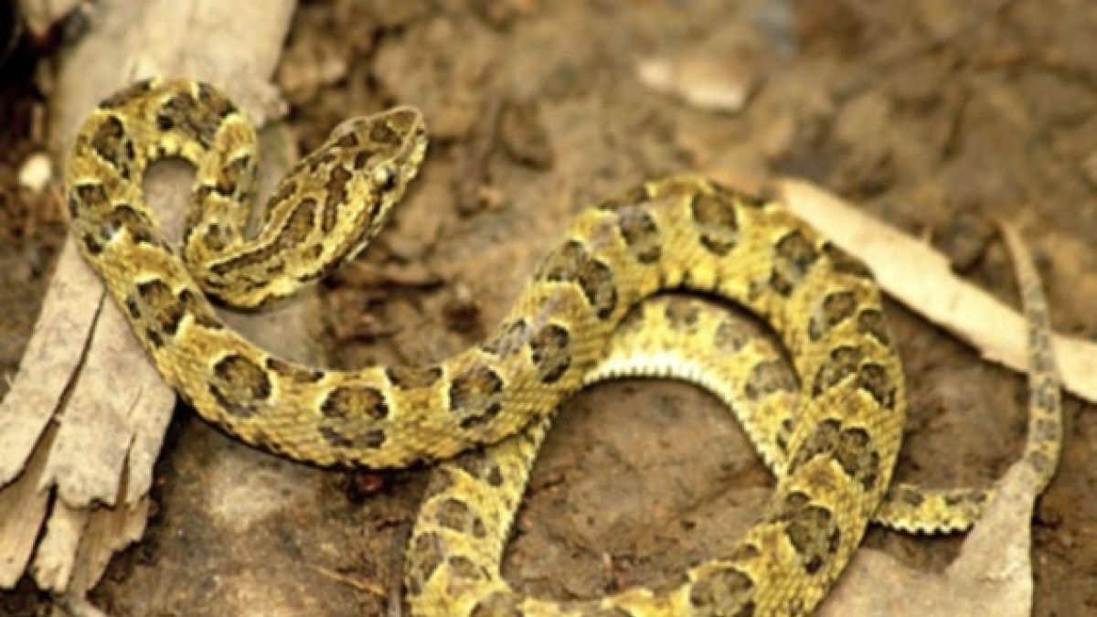 Perú: descubren una nueva especie de serpiente venenosa endémica