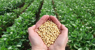 soya