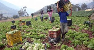 AGRICOLAS