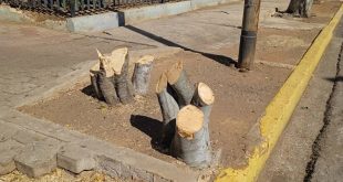 Azul Ambientalistas denuncia a Corpoelec por tala de árboles en Maracaibo