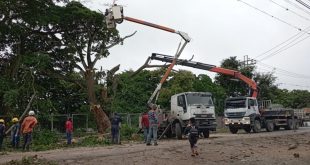 Fue eliminado Árbol de Caracaro de 32 metros que amenazaba la parroquia Tamaca