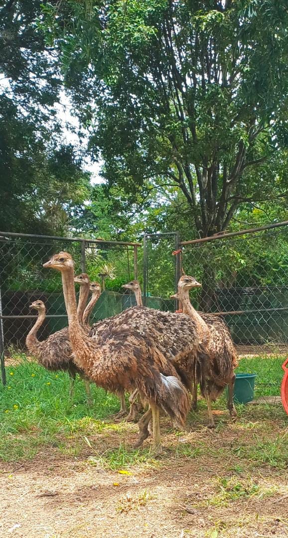 Parque Zoológico y Botánico Bararida recibió 20 nuevas especies para la colección animal