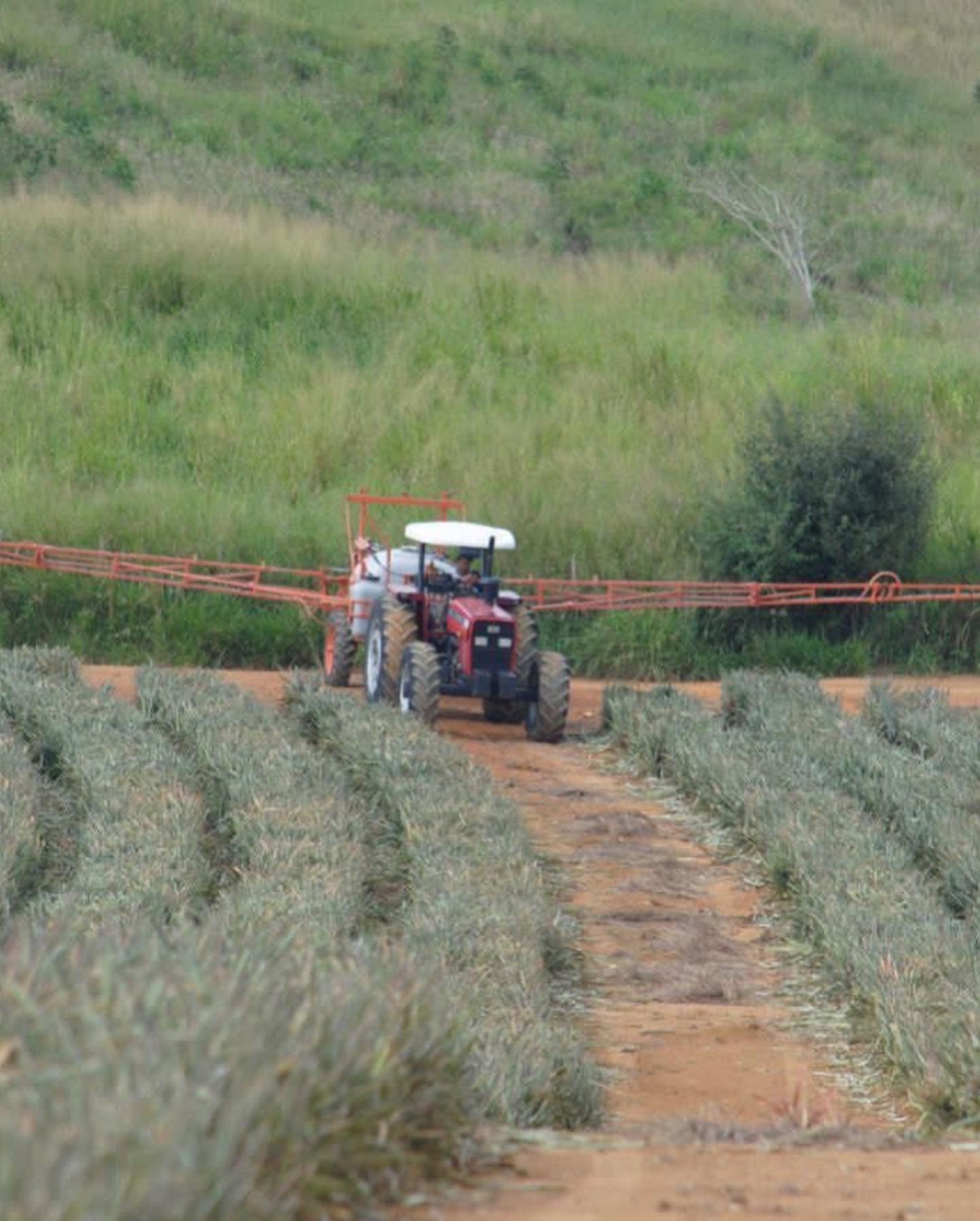 Tierras de La Llanada producen más de 2 millones de piñas para mercado nacional
