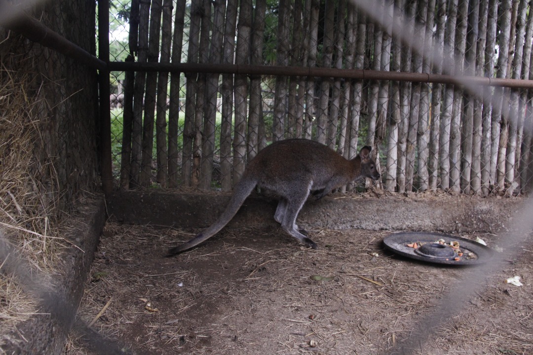 Parque Zoológico Bararida recibe Canguros Wallaby a través del Plan de Intercambio de Especies
