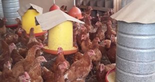 Avanza producción de huevos en galpones artesanales en Lara