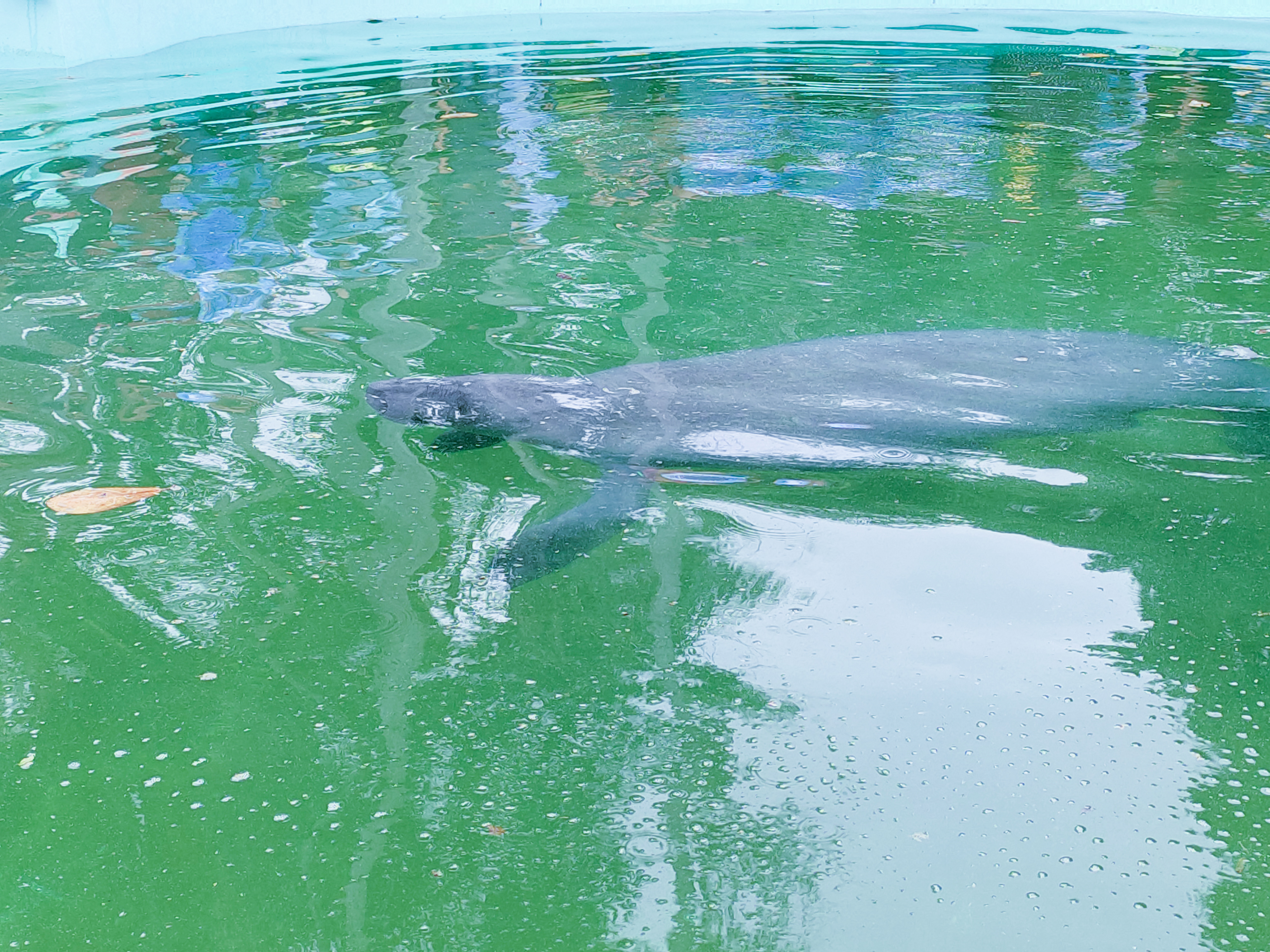 Manatí "Tico" llega al Parque Bararida tras ser rescatado en costas venezolanas