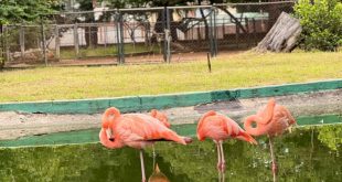Zoológico Bararida es el único en el país con la reproducción protegida de animales
