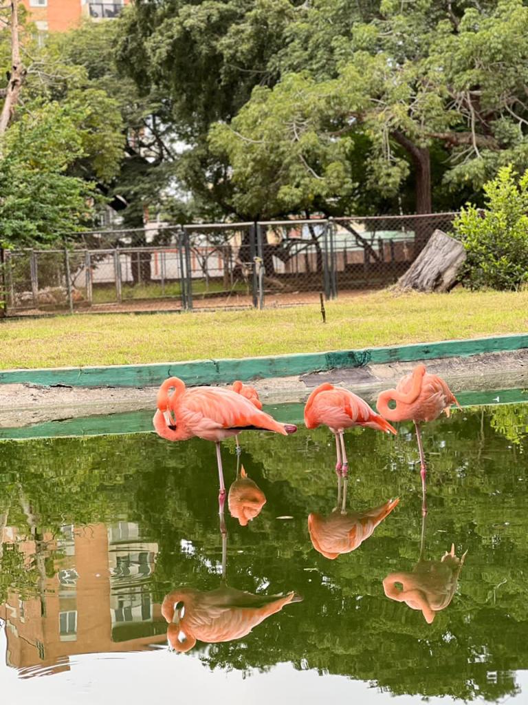 Zoológico Bararida es el único en el país con la reproducción protegida de animales