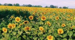 Fedeagro: este 2023 ha sido diferente tras el apoyo de los venezolanos al agro-turismo