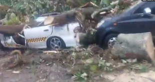 Pérdidas materiales dejó la caída de árboles sobre tres vehículos en Mérida