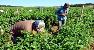 Impulsar la agricultura familiar proponen agrónomos a las Alcaldías