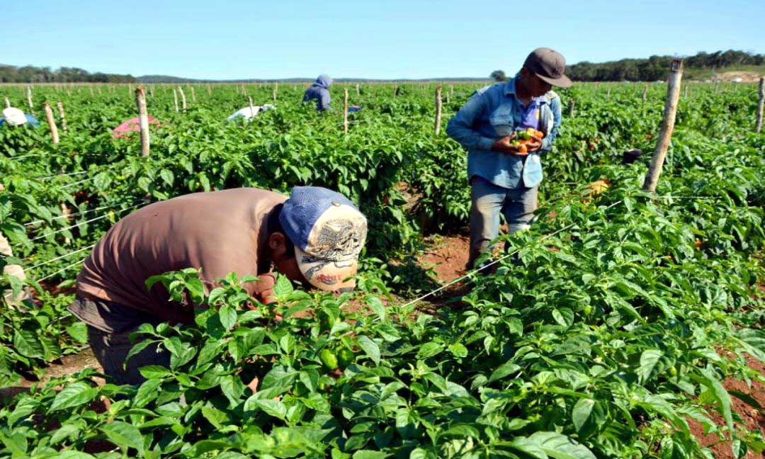 Impulsar la agricultura familiar proponen agrónomos a las Alcaldías