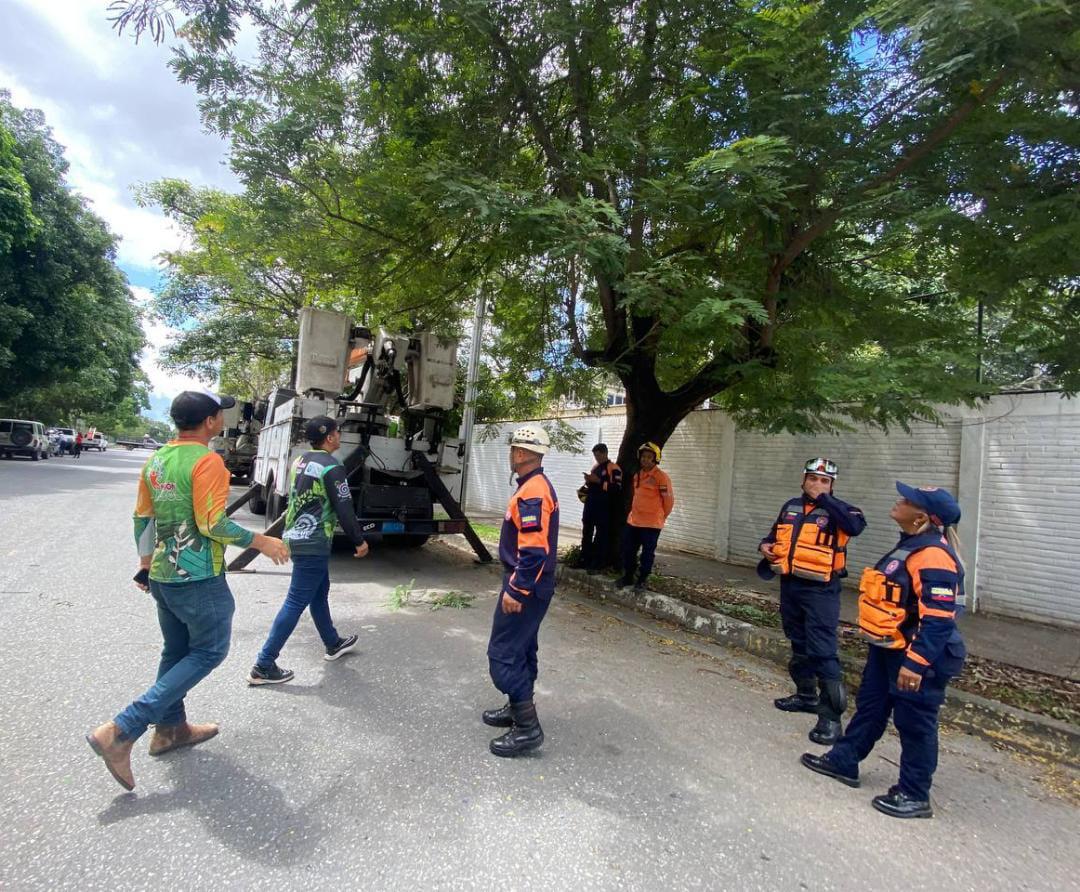 En Barquisimeto iniciaron campaña para crear conciencia en acciones de poda y tala de árboles urbanos
