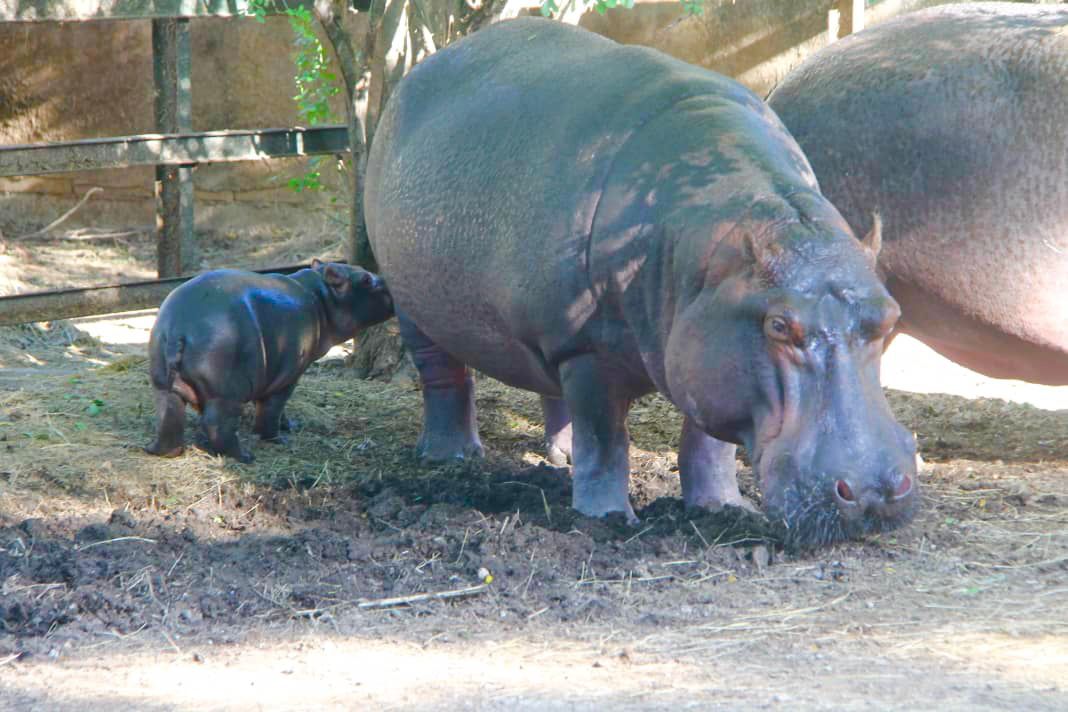 En el Parque Zoológico Bararida celebran nacimiento de hipopótamo a través del plan de reproducción
